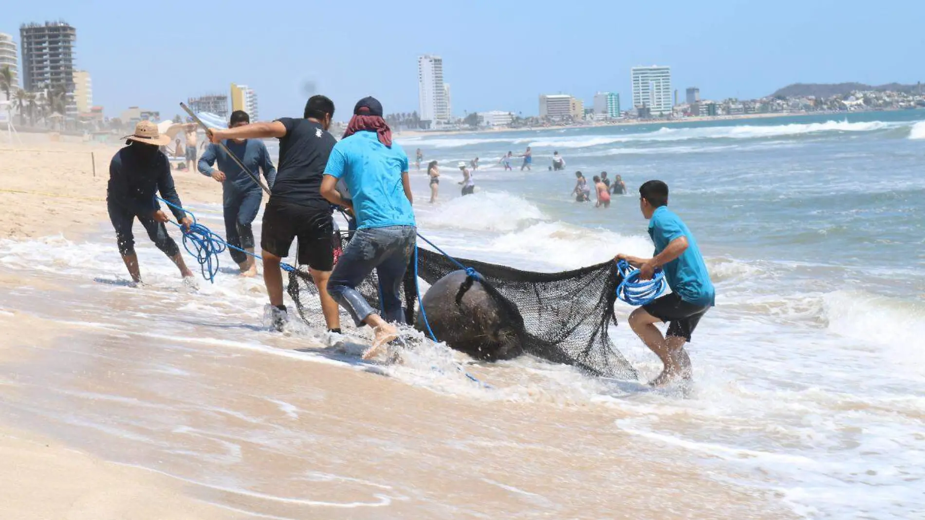 Muerte de lobos marinos1